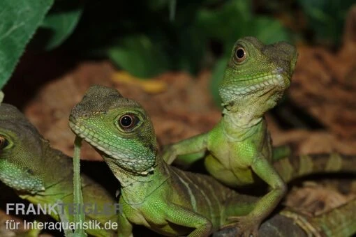 Grüne Wasseragame, Physignathus Cocincinus -Aquatlantis Verkauf Gruene Wasseragame Physignathus cocincinus 2