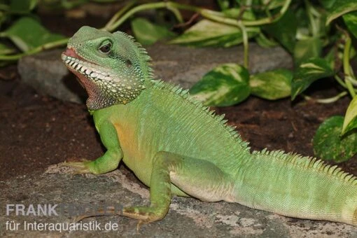 Grüne Wasseragame, Physignathus Cocincinus -Aquatlantis Verkauf Gruene Wasseragame Physignathus cocincinus 3