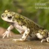 Grüne Zwergkröte, Bufo Debilis -Aquatlantis Verkauf Gruene Zwergkroete Bufo debilis 1