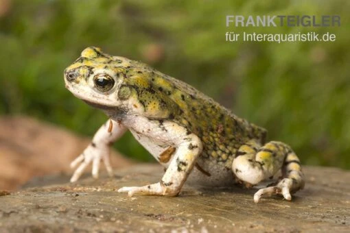 Grüne Zwergkröte, Bufo Debilis -Aquatlantis Verkauf Gruene Zwergkroete Bufo debilis 1