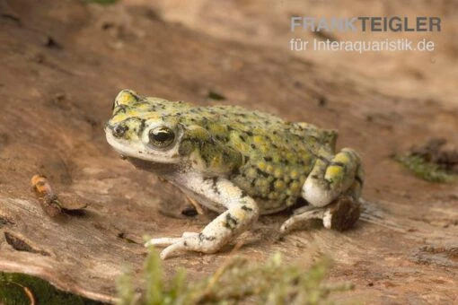 Grüne Zwergkröte, Bufo Debilis -Aquatlantis Verkauf Gruene Zwergkroete Bufo debilis 2