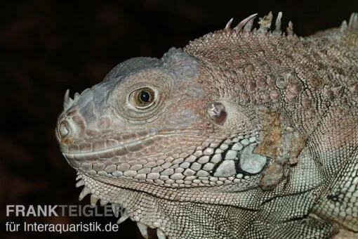 Grüner Leguan, Iguana Iguana -Aquatlantis Verkauf Gruener Leguan Iguana iguana 1