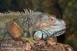 Grüner Leguan, Iguana Iguana -Aquatlantis Verkauf Gruener Leguan Iguana iguana 3