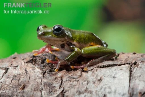 Grüner Riedfrosch, Hyperolius Fusciventris -Aquatlantis Verkauf Gruener Riedfrosch Hyperolius fusciventris 2