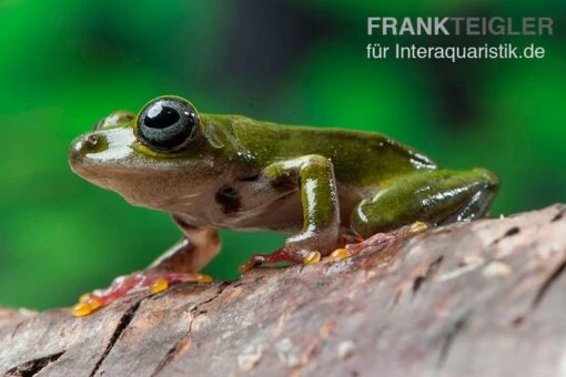 Grüner Riedfrosch, Hyperolius Fusciventris -Aquatlantis Verkauf Gruener Riedfrosch Hyperolius fusciventris 3