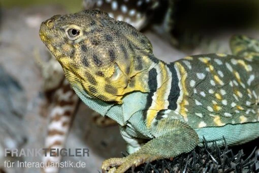 Halsbandleguan, Crotaphytus Collaris -Aquatlantis Verkauf Halsbandleguan Crotaphytus collaris 1