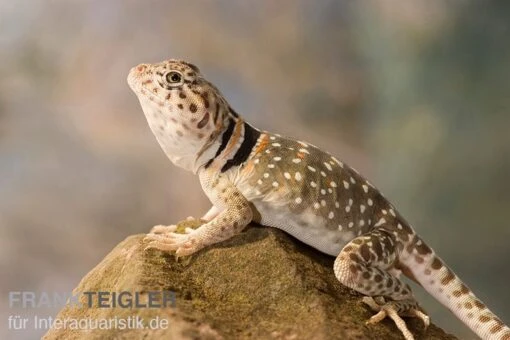 Halsbandleguan, Crotaphytus Collaris -Aquatlantis Verkauf Halsbandleguan Crotaphytus collaris 2