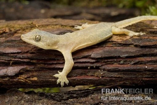 Asiatischer Hausgecko, Hemidactylus Frenatus -Aquatlantis Verkauf Hausgecko Hemidactylus frenatus 2