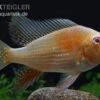 Heckels Buntbarsch Albino, Acarichthys Heckelii -Aquatlantis Verkauf Heckels Buntbarsch albino Acarichthys heckelii 1