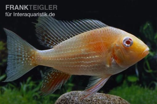 Heckels Buntbarsch Albino, Acarichthys Heckelii -Aquatlantis Verkauf Heckels Buntbarsch albino Acarichthys heckelii 1