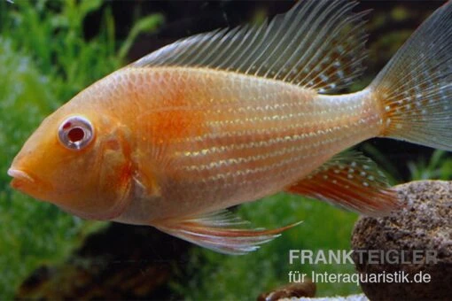 Heckels Buntbarsch Albino, Acarichthys Heckelii -Aquatlantis Verkauf Heckels Buntbarsch albino Acarichthys heckelii 2