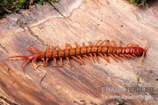 Hundertfüßer, Scolopendra Subspinipes "Malay Red Cherry" -Aquatlantis Verkauf Hundertfuesser Scolopendra subspinipes Malay Red Cherry 1