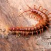 Hundertfüßer, Scolopendra Subspinipes "Malay Red Cherry" -Aquatlantis Verkauf Hundertfuesser Scolopendra subspinipes Malay Red Cherry 2