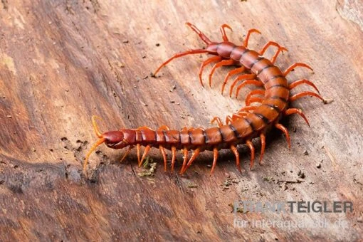 Hundertfüßer, Scolopendra Subspinipes "Malay Red Cherry" -Aquatlantis Verkauf Hundertfuesser Scolopendra subspinipes Malay Red Cherry 2