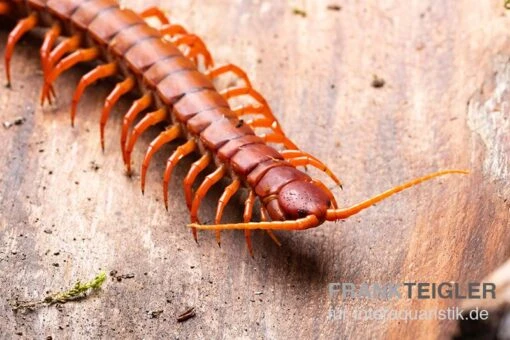 Hundertfüßer, Scolopendra Subspinipes "Malay Red Cherry" -Aquatlantis Verkauf Hundertfuesser Scolopendra subspinipes Malay Red Cherry 3