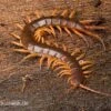 Hundertfüßer, Scolopendra Subspinipes "Thai-Red-Dragon" -Aquatlantis Verkauf Hundertfuesser Scolopendra subspinipes ThaiRedDragon 01