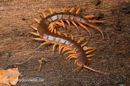 Hundertfüßer, Scolopendra Subspinipes "Thai-Red-Dragon" -Aquatlantis Verkauf Hundertfuesser Scolopendra subspinipes ThaiRedDragon 01