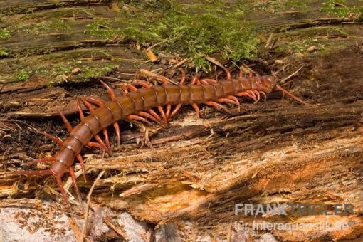 Hundertfüßer, Scolopendra Subspinipes "Thai-Red-Dragon" -Aquatlantis Verkauf Hundertfuesser Scolopendra subspinipes ThaiRedDragon 02