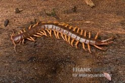 Hundertfüßer, Scolopendra Subspinipes "Thai-Red-Dragon" -Aquatlantis Verkauf Hundertfuesser Scolopendra subspinipes ThaiRedDragon 03