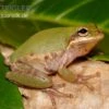 Eichhörnchenfrosch, Hyla Squirella -Aquatlantis Verkauf Hyla squirella regenfrosch eichhoernchenfrosch