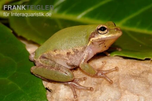 Eichhörnchenfrosch, Hyla Squirella -Aquatlantis Verkauf Hyla squirella regenfrosch eichhoernchenfrosch