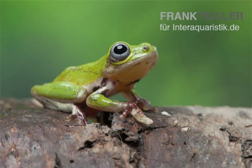 Grüner Riedfrosch, Hyperolius Fusciventris -Aquatlantis Verkauf Hyperolius fusciventris Gruener riedfrosch