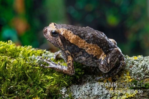 Indischer Ochsenfrosch, Kaloula Pulchra -Aquatlantis Verkauf Indischer Ochsenfrosch Kaloula pulchra 1