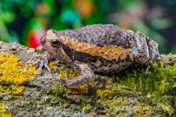 Indischer Ochsenfrosch, Kaloula Pulchra -Aquatlantis Verkauf Indischer Ochsenfrosch Kaloula pulchra 2