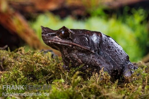 Java Zipfelfrosch, Megophrys Montana -Aquatlantis Verkauf Java Zipfelfrosch Megophrys montana 1