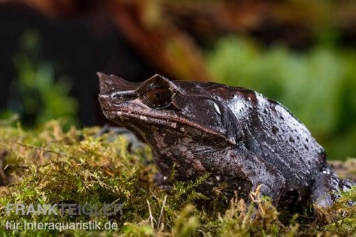 Java Zipfelfrosch, Megophrys Montana -Aquatlantis Verkauf Java Zipfelfrosch Megophrys montana 2