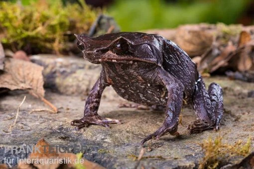 Java Zipfelfrosch, Megophrys Montana -Aquatlantis Verkauf Java Zipfelfrosch Megophrys montana 3