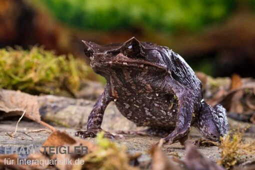 Java Zipfelfrosch, Megophrys Montana -Aquatlantis Verkauf Java Zipfelfrosch Megophrys montana 4