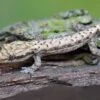 Jungferngecko, Lepidodactylus Lugubris -Aquatlantis Verkauf Jungferngecko Lepidodactylus lugubris