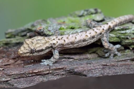 Jungferngecko, Lepidodactylus Lugubris -Aquatlantis Verkauf Jungferngecko Lepidodactylus lugubris