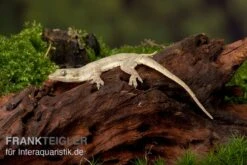 Jungferngecko, Lepidodactylus Lugubris -Aquatlantis Verkauf Jungferngecko Lepidodactylus lugubris1