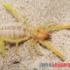 Kamelspinne, Galeodes Sp. -Aquatlantis Verkauf Kamelspinne Walzenspinne Galeodes sp 1