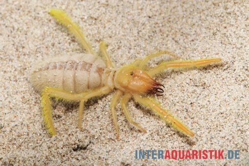 Kamelspinne, Galeodes Sp. -Aquatlantis Verkauf Kamelspinne Walzenspinne Galeodes sp 1