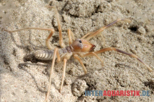 Kamelspinne, Galeodes Sp. -Aquatlantis Verkauf Kamelspinne Walzenspinne Galeodes sp 4