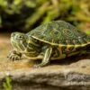 Karibische Schmuckschildkröte, Trachemys Venusta -Aquatlantis Verkauf Karibische Schmuckschildkroete Trachemys venusta 1