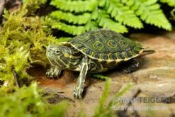 Karibische Schmuckschildkröte, Trachemys Venusta -Aquatlantis Verkauf Karibische Schmuckschildkroete Trachemys venusta 2