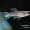 Kongo-Wildguppy, Poecilia Sp. Congo Guppy, 10 Paare (20 Fische) -Aquatlantis Verkauf Kongo Wildguppy Poecilia sp Congo Guppy 10 Paare 1