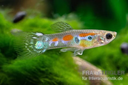 Kongo-Wildguppy, Poecilia Sp. Congo Guppy, 10 Paare (20 Fische) -Aquatlantis Verkauf Kongo Wildguppy Poecilia sp Congo Guppy 10 Paare 2