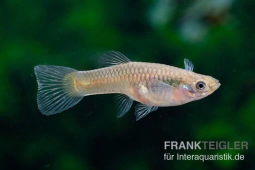 Kongo-Wildguppy, Poecilia Sp. Congo Guppy, 10 Paare (20 Fische) -Aquatlantis Verkauf Kongo Wildguppy Poecilia sp Congo Guppy 10 Paare 3