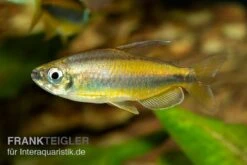 Goldener Kongosalmler, Phenacogrammus Aurantiacus -Aquatlantis Verkauf Kongosalmler Phenacogrammus aurantiacus 2