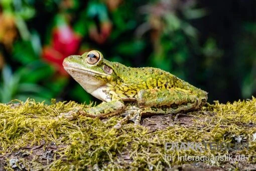 Kuba-Laubfrosch, Osteopilus Septentrionalis -Aquatlantis Verkauf Kuba Laubfrosch Osteopilus septentrionalis 1