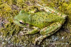 Kuba-Laubfrosch, Osteopilus Septentrionalis -Aquatlantis Verkauf Kuba Laubfrosch Osteopilus septentrionalis 2