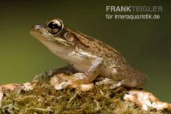 Kuba-Laubfrosch, Osteopilus Septentrionalis -Aquatlantis Verkauf Kuba Laubfrosch Osteopilus septentrionalis 4