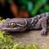 Gebänderter Blattzehengecko, Hemidactylus Fasciatus -Aquatlantis Verkauf Kyabobo Waldgecko Hemidactylus kyaboboensis 1