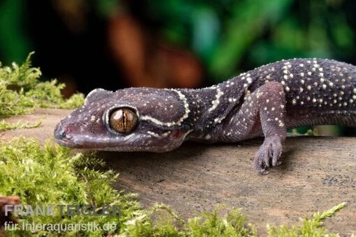 Gebänderter Blattzehengecko, Hemidactylus Fasciatus -Aquatlantis Verkauf Kyabobo Waldgecko Hemidactylus kyaboboensis 1