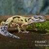 Leopardgecko, Eublepharis Macularius, LEMON FROST MACK SNOW -Aquatlantis Verkauf Leopardgecko Eublepharis macularius Lemon Frost Mack Snow 13